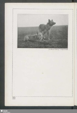 Deutsche Schäferhunde