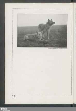 Deutsche Schäferhunde