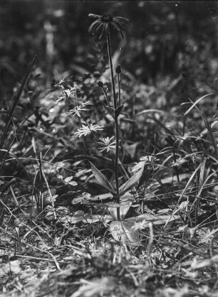 Echte Arnika : Echte Arnika (Arnica montana).