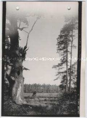 Moritzburg, Alter Baum im Forst