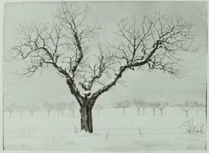 Kirschbaum