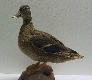 Stockente (weiblich)