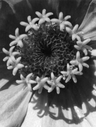 Zinnie (Zinnia violacea, Syn.: Zinnia elegans Jacq.), Pflanzenart aus der Gattung der Zinnien (Zinnia) in der Familie der Korbblütler (Asteraceae)