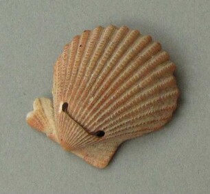 Muschelschale