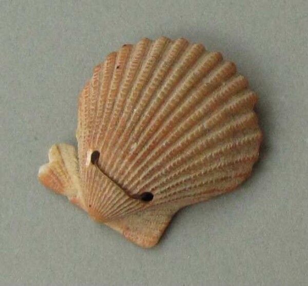 Musselshell