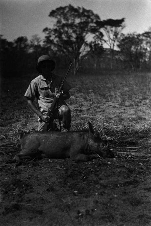 Erlegtes Warzenschwein : Portrait von Ernst Ackermann mit einem vor ihm liegenden, erlegten Warzenschwein.