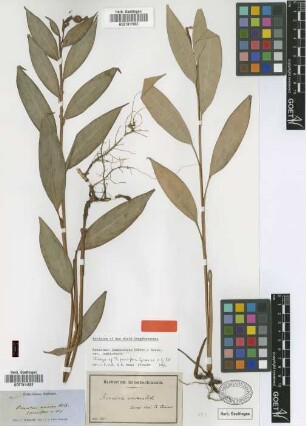 Renealmia amoena A.Rich.