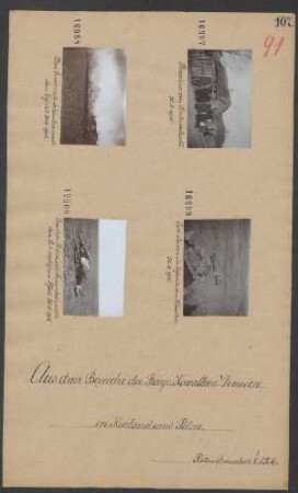 Das dem Rittmeister Frauenholz unter dem Leib erschossene Pferd 30.04.1915