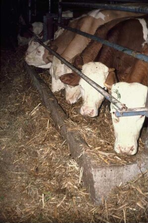 Fotografie: Fütterung, Futtervorlage, Fressbereich, Bullenmast