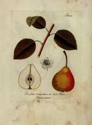 Tab. 145. Die frühe Colmartbirn od. beste Birn [...]