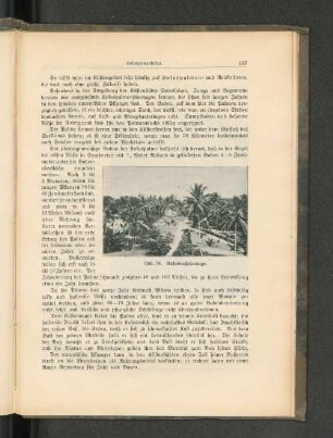 Abb. 78. Kokosnutzplantage.