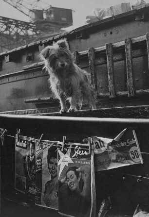 Archivfotografie "motive_tiere_haus_hunde_1719"
