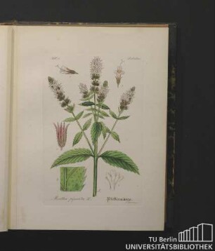 Labiatae. Mentha piperita L. Pfeffermünze.