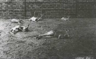 Leipzig: Zoo