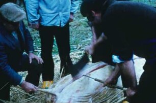 Zerteilung eines Schweins