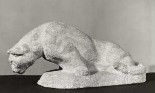 Neugierige und ängstliche Katze