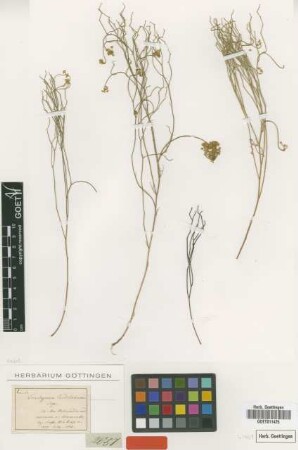 Trachymene candelabrum Bunge [type]