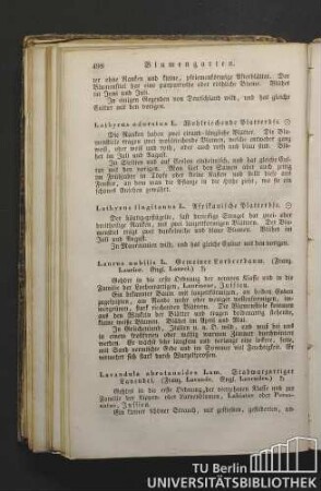 Laurus nobilis L. Gemeiner Lorbeerbaum. (Franz. Laurier. Engl. Laurel.)