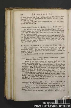 Laurus nobilis L. Gemeiner Lorbeerbaum. (Franz. Laurier. Engl. Laurel.)