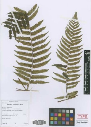 Alsophila mostellaria Lehnert[paratype]