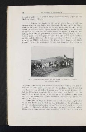 Abb. 6. Sisalagavenblätter werden nach dem Schnitt auf Loris zum Transport nach der Fabrik geschafft.