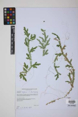 Selaginella diffusa (C.Presl) Spring