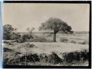 Río Pilcomayo bei Palo Marcado mit Algarrobo