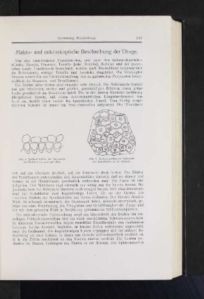Makro- und mikroskopische Beschreibung der Droge.