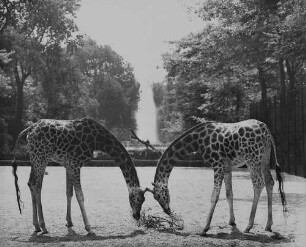 Archivfotografie "motive_tiere_zoo_giraffen_on03"