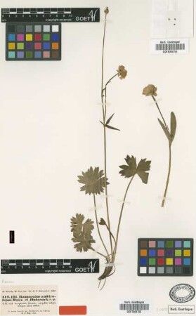 Ranunculus amblyolobus Boiss. & Hohen. [type]
