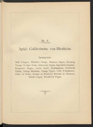 Nr. 8. Apfel: Goldreinette von Blenheim