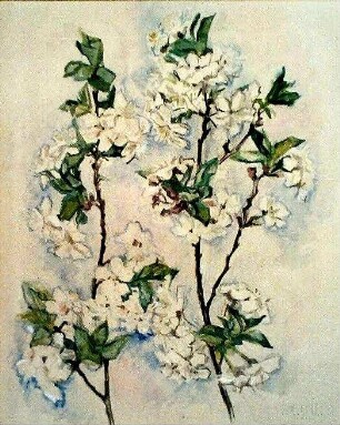 Kirschblüten