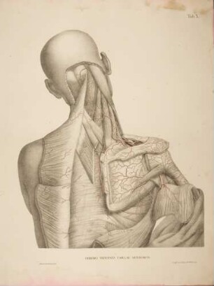 Die Verbreitung der Arterien zwischen den Muskeln des Nackens, des Rückens und der Schulter