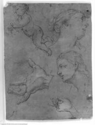 Kopf- und Handstudien. Putto