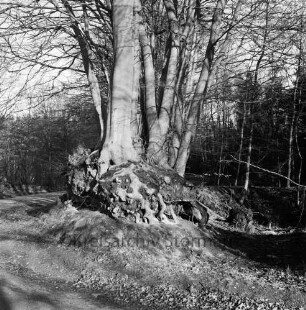 Grabauer Forst: links und hinten Wanderweg: in der Mitte Baumgruppe mit teilweise freiliegendem Wurzelballen: hinten Bäume