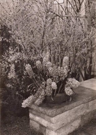 Blumenausstellung : Gartenhyazinthe und Forsythie, Blumenausstellung in der Nordhalle