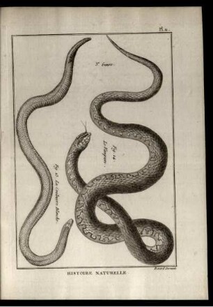 Pl. 11