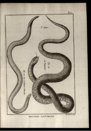 Pl. 11