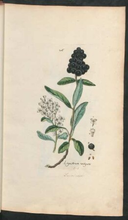 206. Ligustrum vulgare