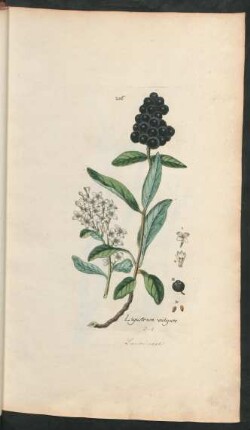 206. Ligustrum vulgare