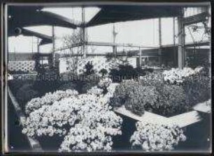 Karlsruhe, Bundesgartenschau (BUGA) 1967, Erste Hallenschau, Azaleen