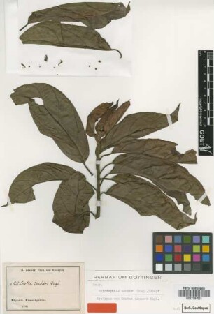 Ocotea zenkeri Engl. [syntype]