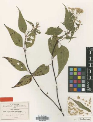 Eupatorium photinum B.L.Rob. [type]