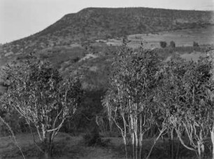 Kathsträucher : Kathsträucher im Hochland von Abessinien