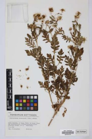 Argyranthemum broussonetii (Pers.) Humphries