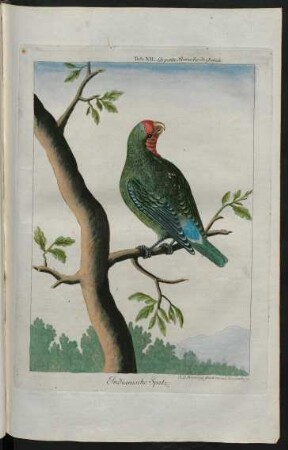 Indianische Spatz