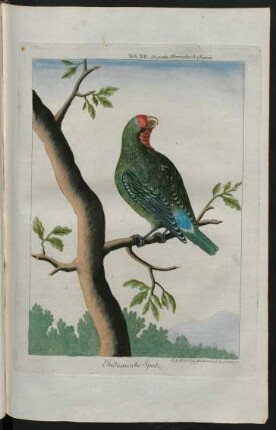 Indianische Spatz