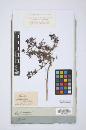 Asperula calabrica L.