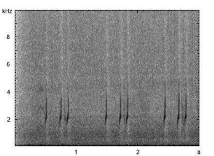 Wachtel | Coturnix coturnix - Gesang