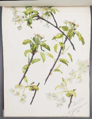 Blumen: Birnen-Blüten